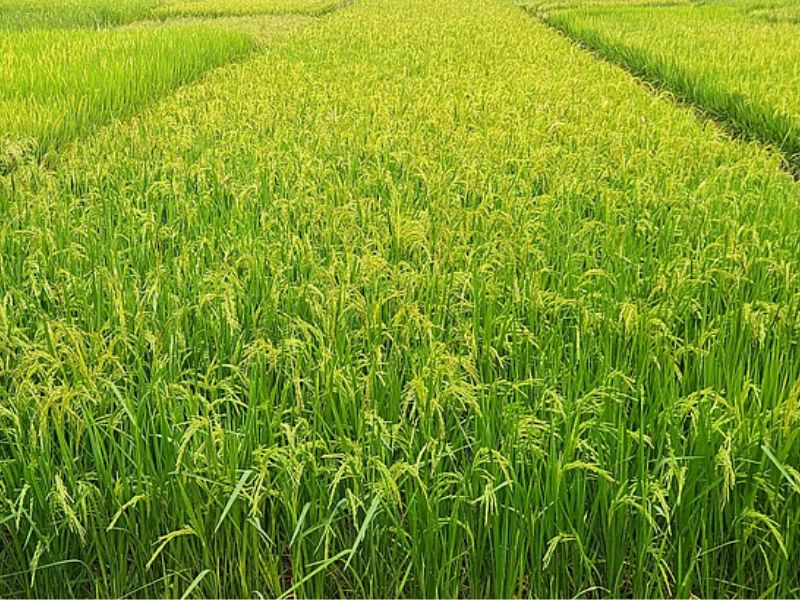 জিংকসমৃদ্ধ সুগন্ধি ধানের নতুন জাত উদ্ভাবন, অল্প সময়ে অধিক ফলন